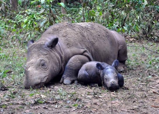 Rinoceronte de Sumatra – foto y descripci&oacute;n, n&uacute;mero, Libro Rojo, donde vive