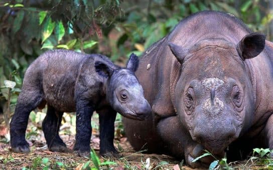 Rinoceronte de Sumatra – foto y descripci&oacute;n, n&uacute;mero, Libro Rojo, donde vive