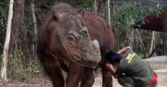 Rinoceronte de Sumatra – foto y descripci&oacute;n, n&uacute;mero, Libro Rojo, donde vive