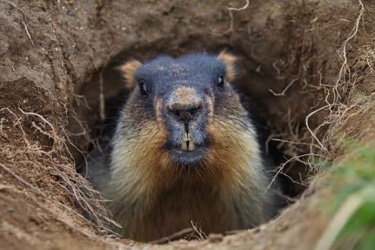 Tarbagan o marmota mongol – foto y descripci&oacute;n, Libro Rojo, como se ve una marmota