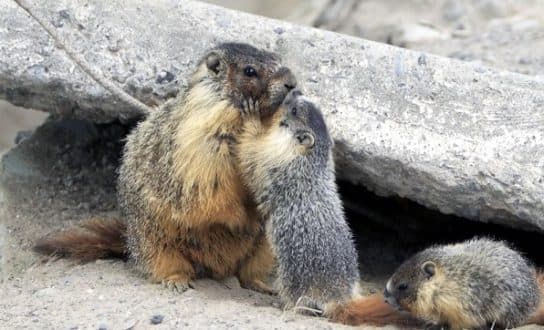 Tarbagan o marmota mongol – foto y descripci&oacute;n, Libro Rojo, como se ve una marmota