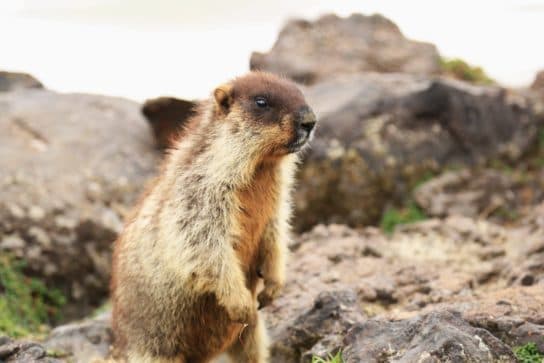 Tarbagan o marmota mongol – foto y descripci&oacute;n, Libro Rojo, como se ve una marmota