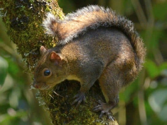 &Eacute;cureuil – esp&egrave;ces et description, ce qu&rsquo;ils mangent, o&ugrave; ils vivent, photos et vid&eacute;os |  La famille des &eacute;cureuils