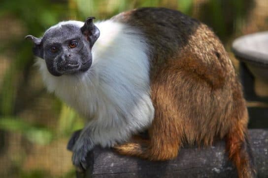 Monos – especies con fotos y nombres |  Lista de monos con descripci&oacute;n