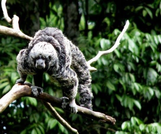 Monos – especies con fotos y nombres |  Lista de monos con descripci&oacute;n
