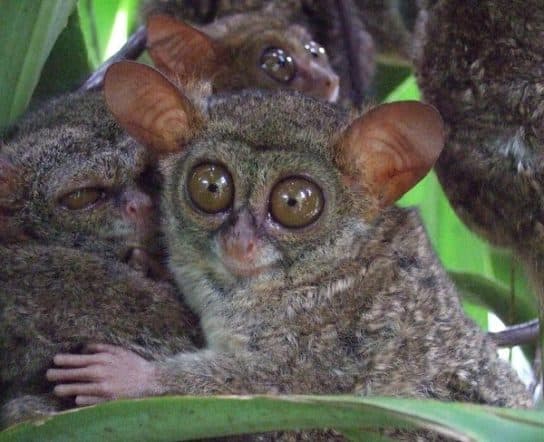 Monos – especies con fotos y nombres |  Lista de monos con descripci&oacute;n