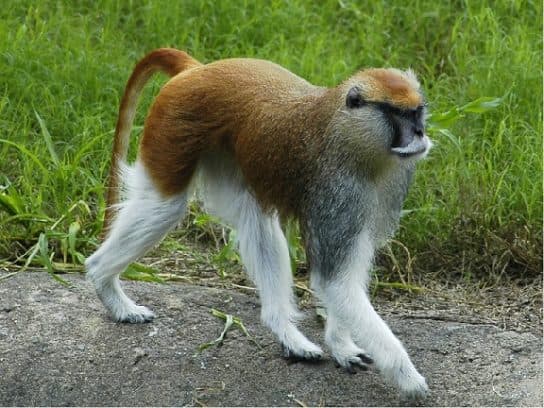 Monos – especies con fotos y nombres |  Lista de monos con descripci&oacute;n