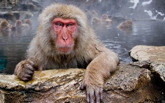Monos – especies con fotos y nombres |  Lista de monos con descripci&oacute;n