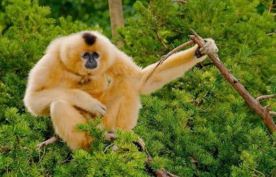 Monos – especies con fotos y nombres |  Lista de monos con descripci&oacute;n