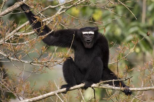 Monos – especies con fotos y nombres |  Lista de monos con descripci&oacute;n
