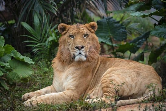 Tigres – esp&eacute;cies com fotos e descri&ccedil;&otilde;es, lista com nomes, v&iacute;deos, apar&ecirc;ncia, nutri&ccedil;&atilde;o