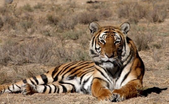 Tigres – esp&eacute;cies com fotos e descri&ccedil;&otilde;es, lista com nomes, v&iacute;deos, apar&ecirc;ncia, nutri&ccedil;&atilde;o