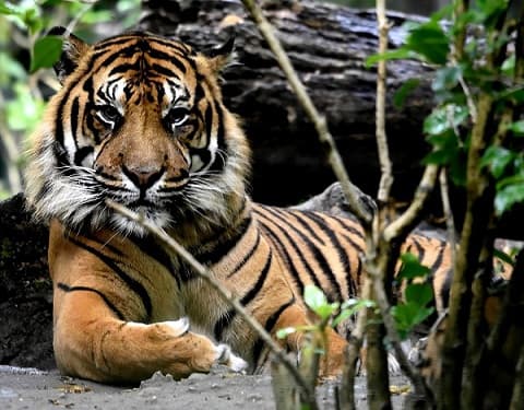 Tigres – esp&eacute;cies com fotos e descri&ccedil;&otilde;es, lista com nomes, v&iacute;deos, apar&ecirc;ncia, nutri&ccedil;&atilde;o