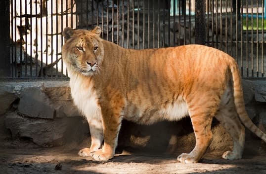 Tigres – esp&eacute;cies com fotos e descri&ccedil;&otilde;es, lista com nomes, v&iacute;deos, apar&ecirc;ncia, nutri&ccedil;&atilde;o