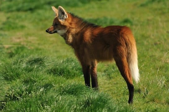 Types de loups – description, photos, noms |  Esp&egrave;ces rares de loups