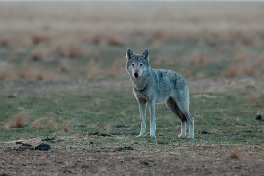 Types de loups – description, photos, noms |  Esp&egrave;ces rares de loups