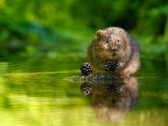 Le campagnol d'eau se nourrit le long des cours d'eau Campagnol d’eau (rat) – description de ce qu’il mange, photo et vidéo
