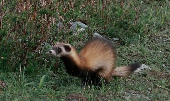 Honorik: una descripci&oacute;n de c&oacute;mo se ve y cu&aacute;nto tiempo vive, una foto del animal