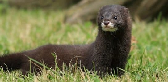 Honorik: una descripci&oacute;n de c&oacute;mo se ve y cu&aacute;nto tiempo vive, una foto del animal