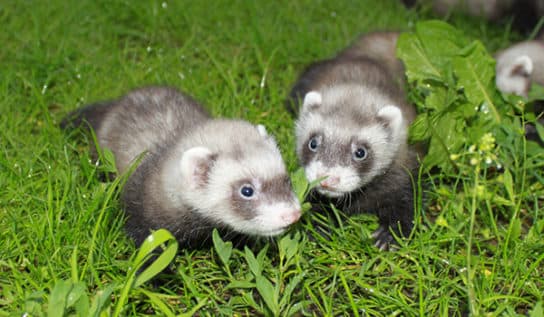 Honorik: una descripci&oacute;n de c&oacute;mo se ve y cu&aacute;nto tiempo vive, una foto del animal