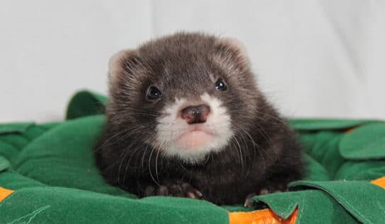 Honorik: una descripci&oacute;n de c&oacute;mo se ve y cu&aacute;nto tiempo vive, una foto del animal