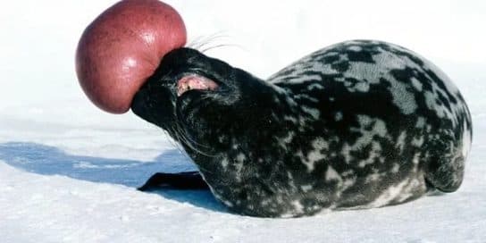 Khokhlach – description and photo of the seal, where it lives, features