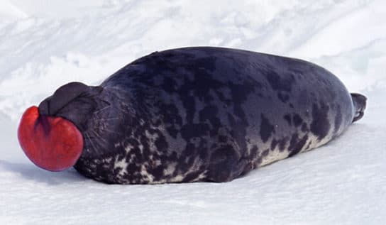 Khokhlach – description and photo of the seal, where it lives, features
