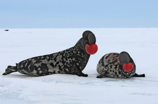 Khokhlach – description and photo of the seal, where it lives, features
