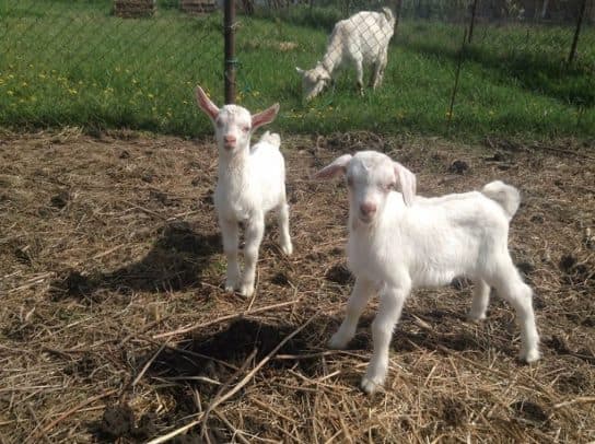 Cabras Saanen: fotos y descripci&oacute;n de la raza, cuidado y mantenimiento, video.