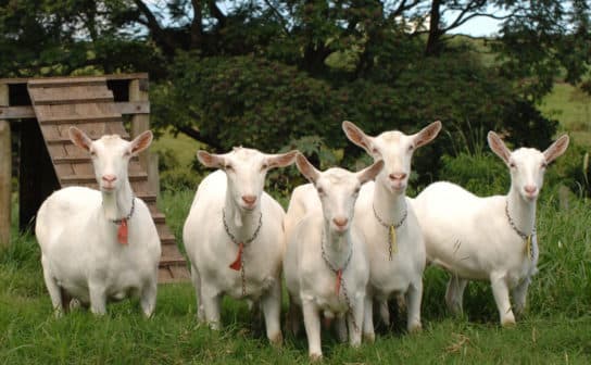 Cabras Saanen: fotos y descripci&oacute;n de la raza, cuidado y mantenimiento, video.