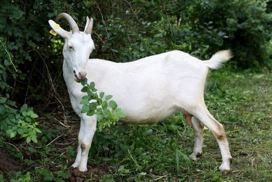 Cabras Saanen: fotos y descripci&oacute;n de la raza, cuidado y mantenimiento, video.