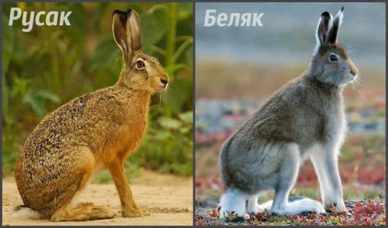 Liebre liebre: d&oacute;nde vive, descripci&oacute;n y foto del animal, Libro Rojo, qu&eacute; come y h&aacute;bitos.