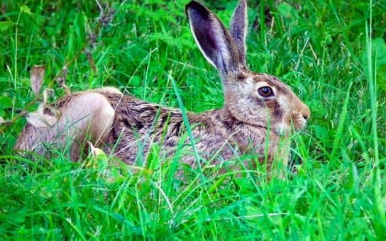 Liebre liebre: d&oacute;nde vive, descripci&oacute;n y foto del animal, Libro Rojo, qu&eacute; come y h&aacute;bitos.