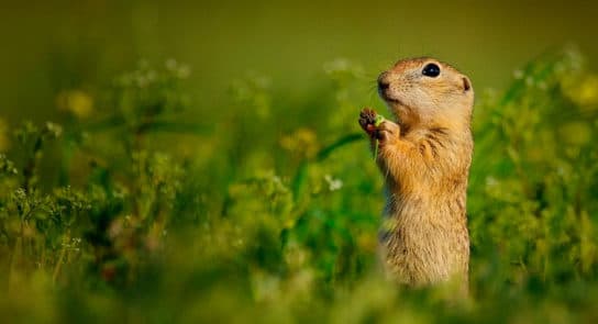 Animals and plants of the steppe of Russia – photo, list, names, description, report