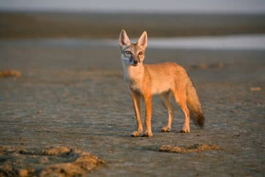 Animals and plants of the steppe of Russia – photo, list, names, description, report