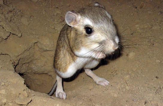 Animals and plants of the steppe of Russia – photo, list, names, description, report