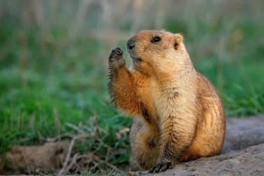 Animals and plants of the steppe of Russia – photo, list, names, description, report