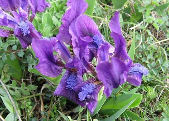 Animals and plants of the steppe of Russia – photo, list, names, description, report