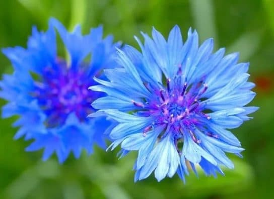 Animals and plants of the steppe of Russia – photo, list, names, description, report