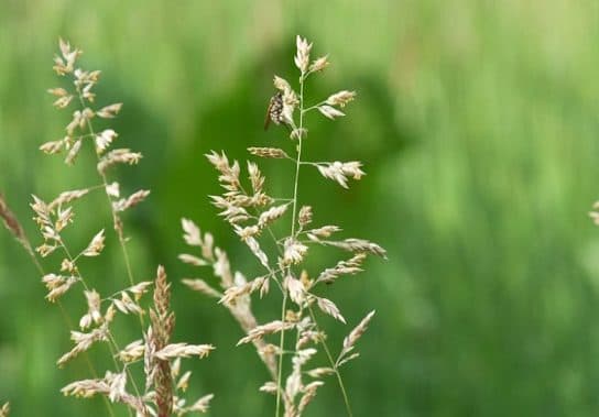 Animals and plants of the steppe of Russia – photo, list, names, description, report