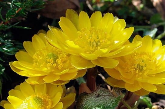 Animals and plants of the steppe of Russia – photo, list, names, description, report