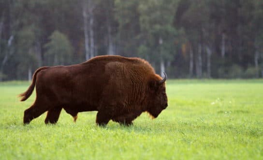 Animals and plants of the steppe of Russia – photo, list, names, description, report