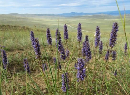 Animals and plants of the steppe of Russia – photo, list, names, description, report