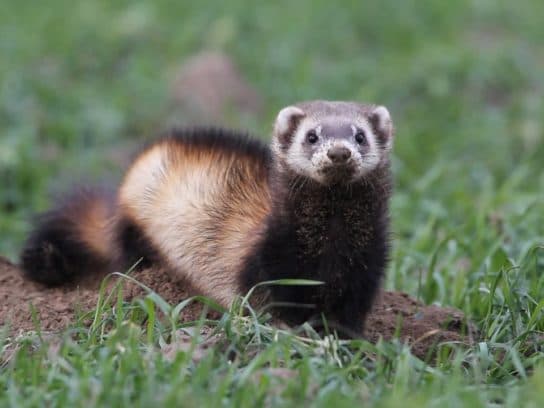 Animals and plants of the steppe of Russia – photo, list, names, description, report