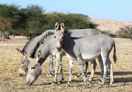 Animals and plants of the steppe of Russia – photo, list, names, description, report