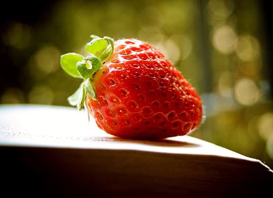 Animals and plants of the steppe of Russia – photo, list, names, description, report