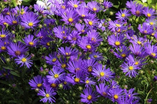 Animals and plants of the steppe of Russia – photo, list, names, description, report