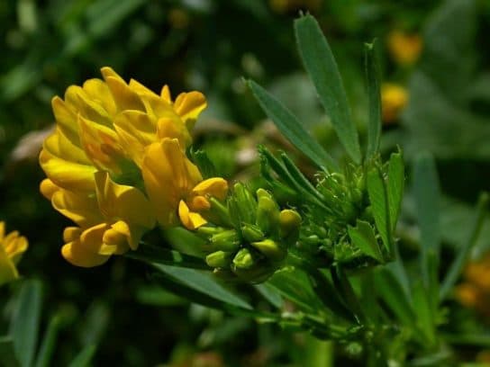 Animals and plants of the steppe of Russia – photo, list, names, description, report