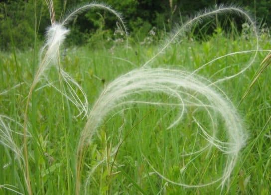 Animals and plants of the steppe of Russia – photo, list, names, description, report