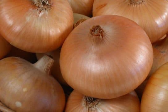 Animals and plants of the steppe of Russia – photo, list, names, description, report